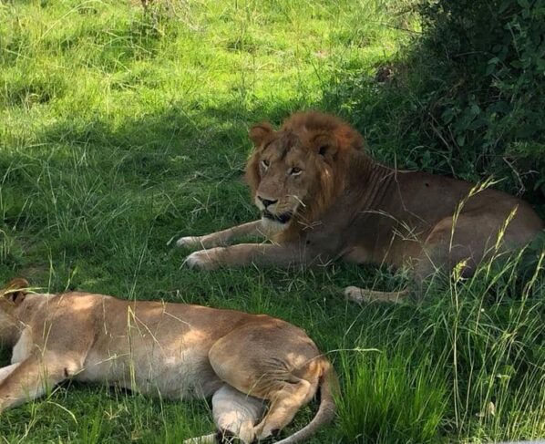 Kenya searches for missing lion Olobor