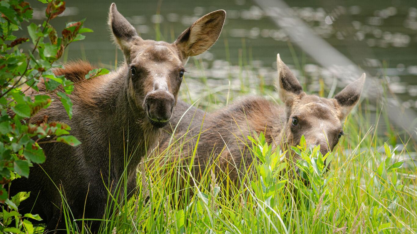 Moose charges at barefoot Tourist