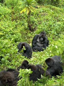 gorilla trekking in volcanoes national park
