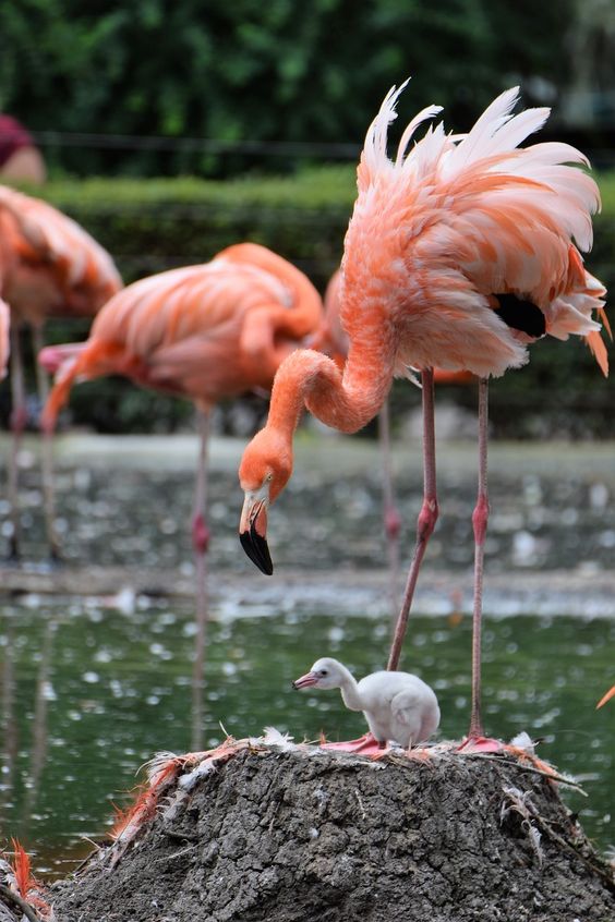 Safari park welcomes flamingo chicks