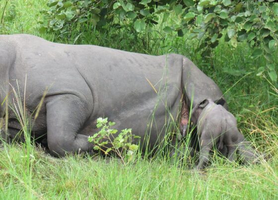 South Africa Records Decline in Rhino Poaching