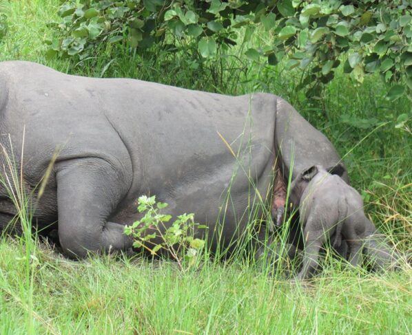 South Africa Records Decline in Rhino Poaching