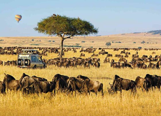Luxury African Safari