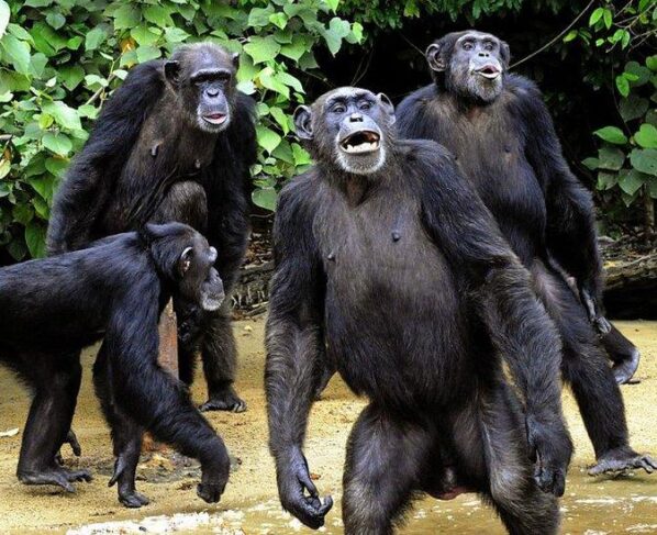 Wild Chimpanzees