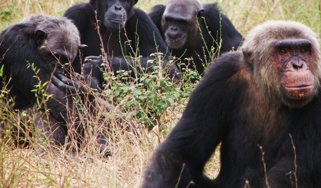 wild chimpanzees