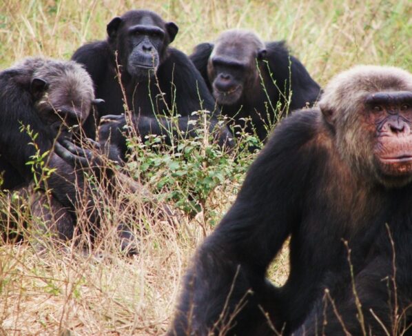 wild chimpanzees