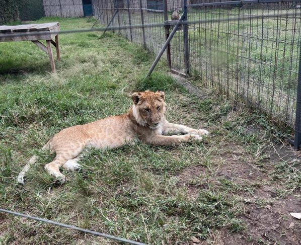 A safari Park employee mauled by a lion