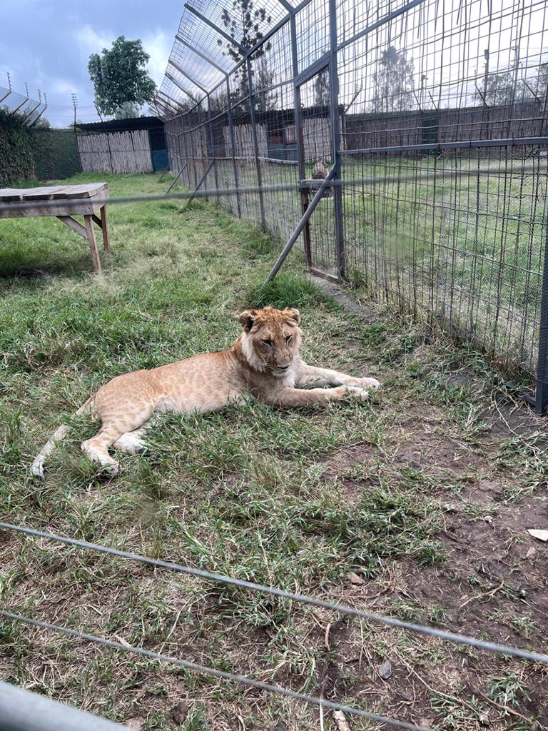 A safari Park employee mauled by a lion