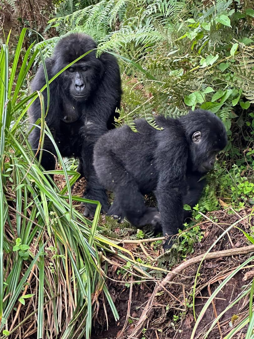 UWA increases Uganda gorilla permit fees to $800