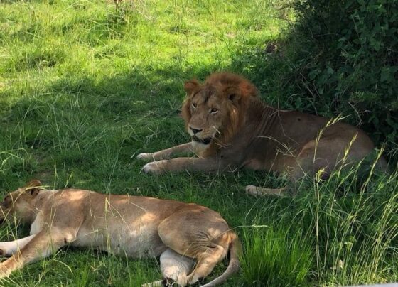Kenya searches for missing lion Olobor