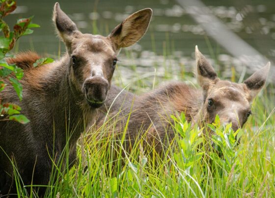 Moose charges at barefoot Tourist