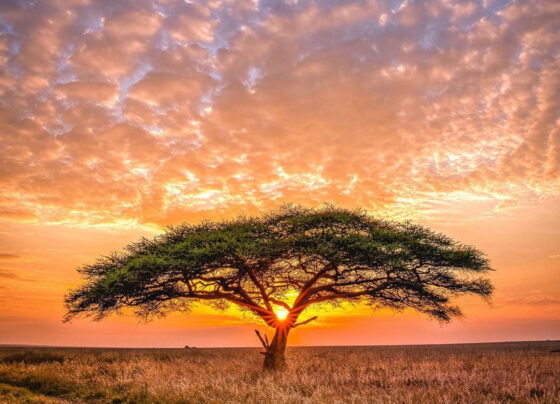 Tanzania Is Surging The Tourism Industry With Free Visa Entry