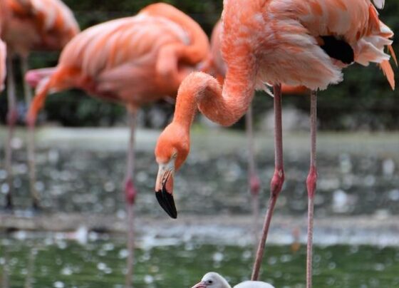 Safari park welcomes flamingo chicks
