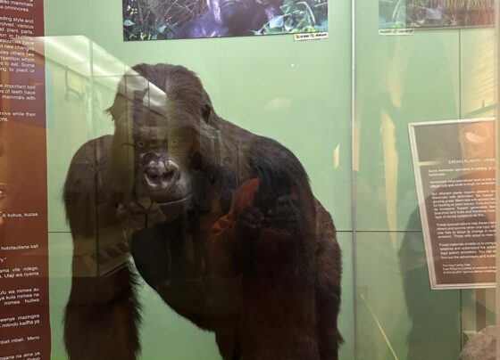 Uganda national museum