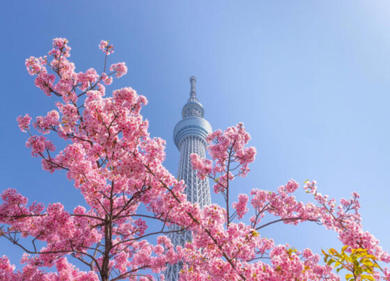 free domestic flights to American Tourists