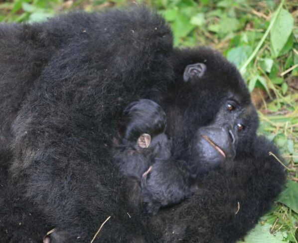 mountain gorillas
